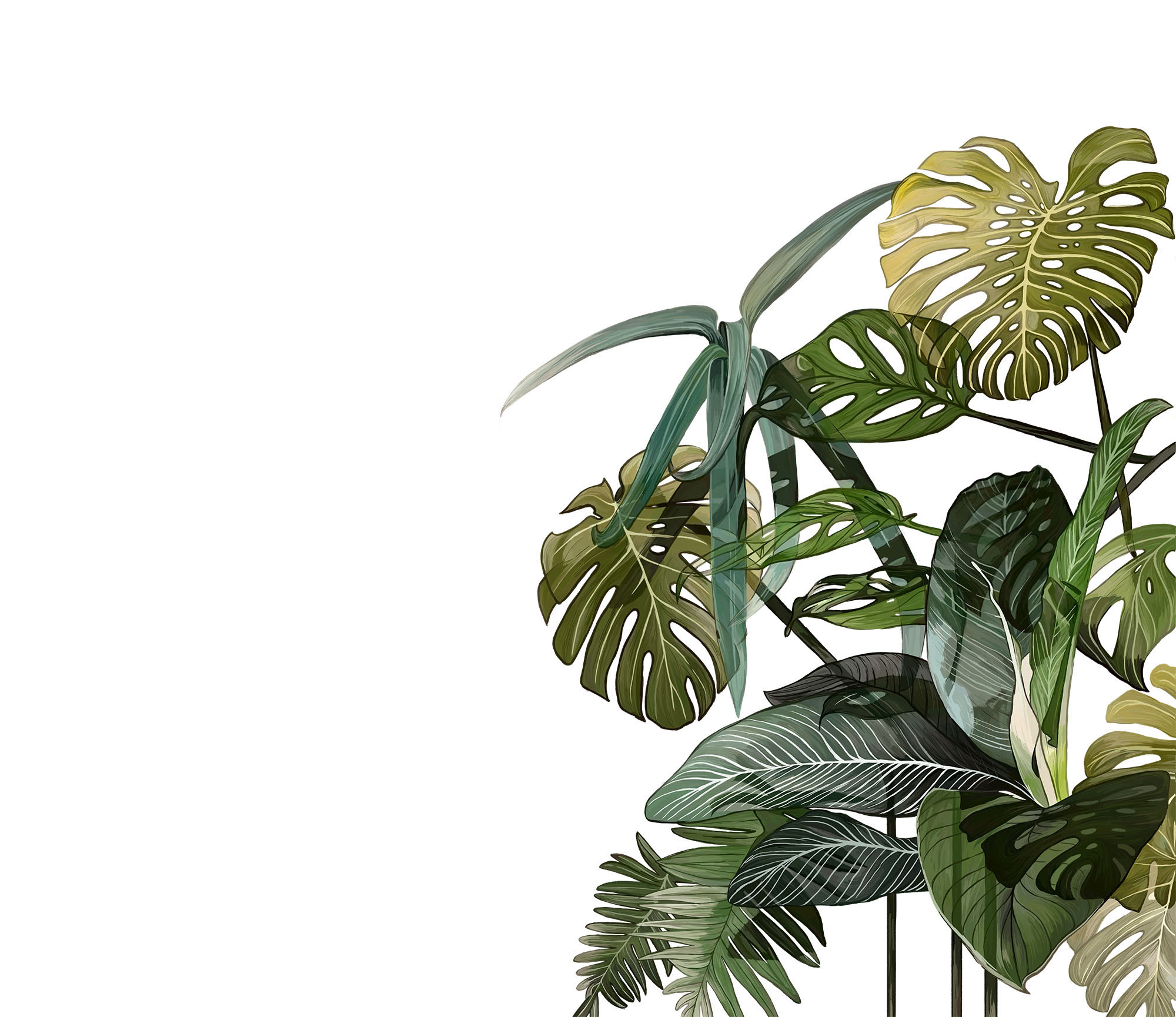 Wallpaper Monstera