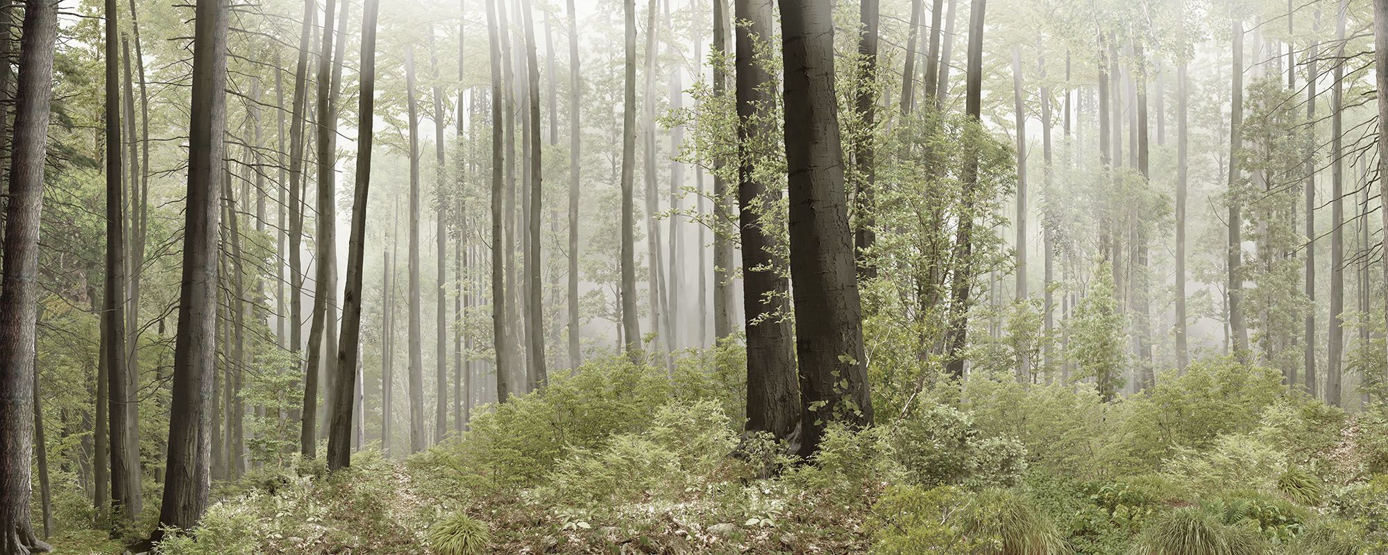Wallpaper Forest