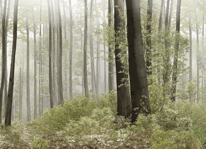 Wallpaper Forest - Фото 4
