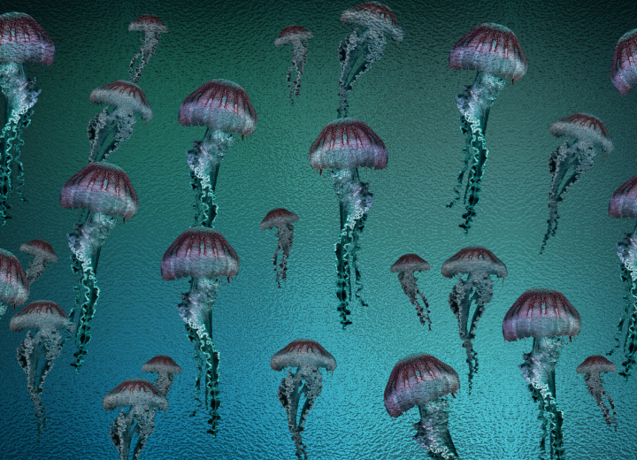 Fototapeta Hydrozoa - Фото 3
