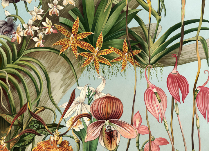 Бесшовные Фотообои Orchid - Фото 4