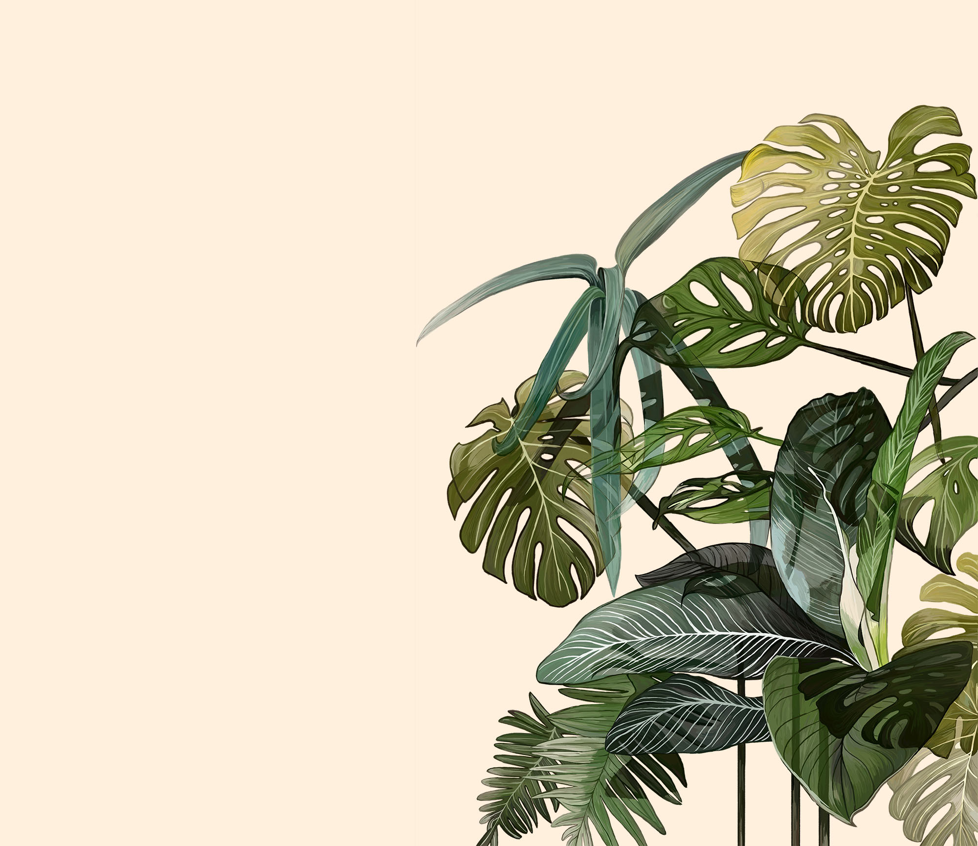 Wallpaper Monstera