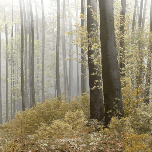 Фотошпалери Forest