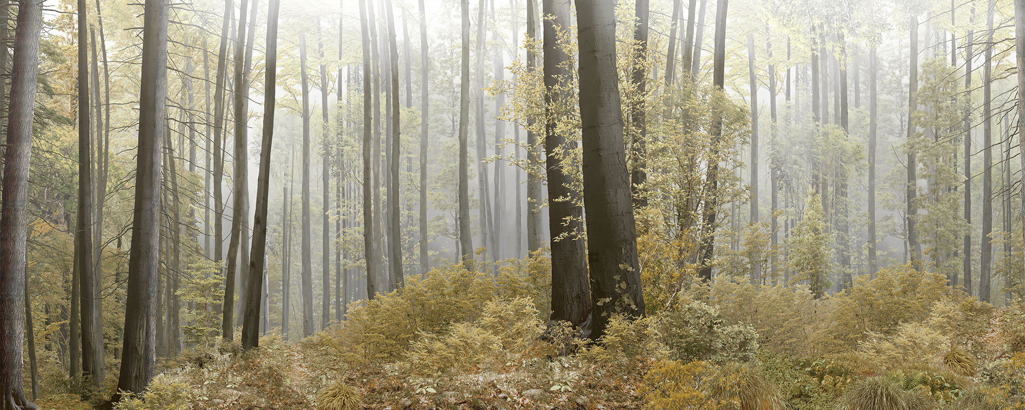 Wallpaper Forest