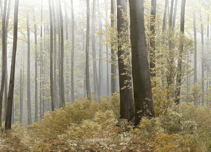 Wallpaper Forest - Фото 3