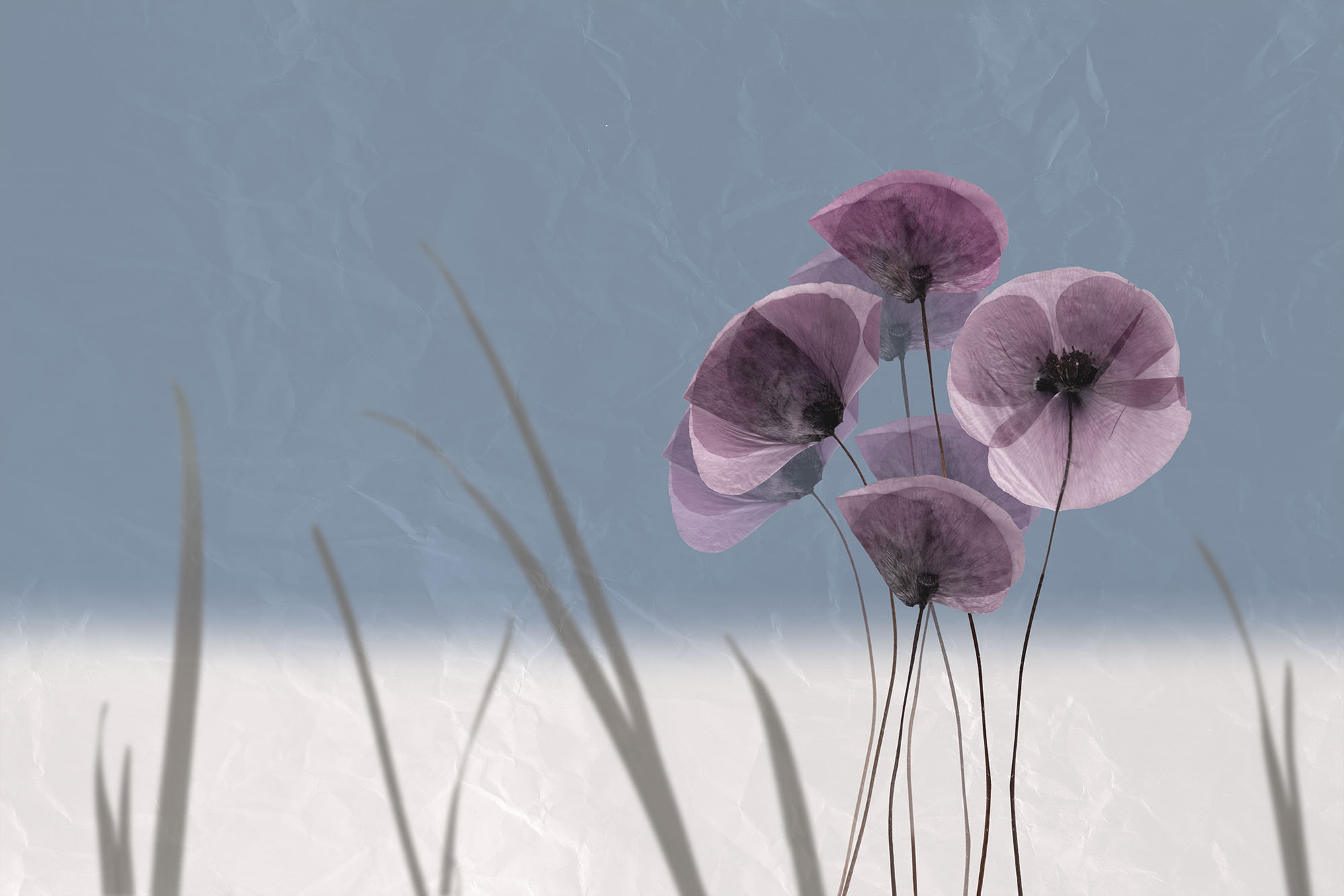 Безшовні Фотошпалери I fiori
