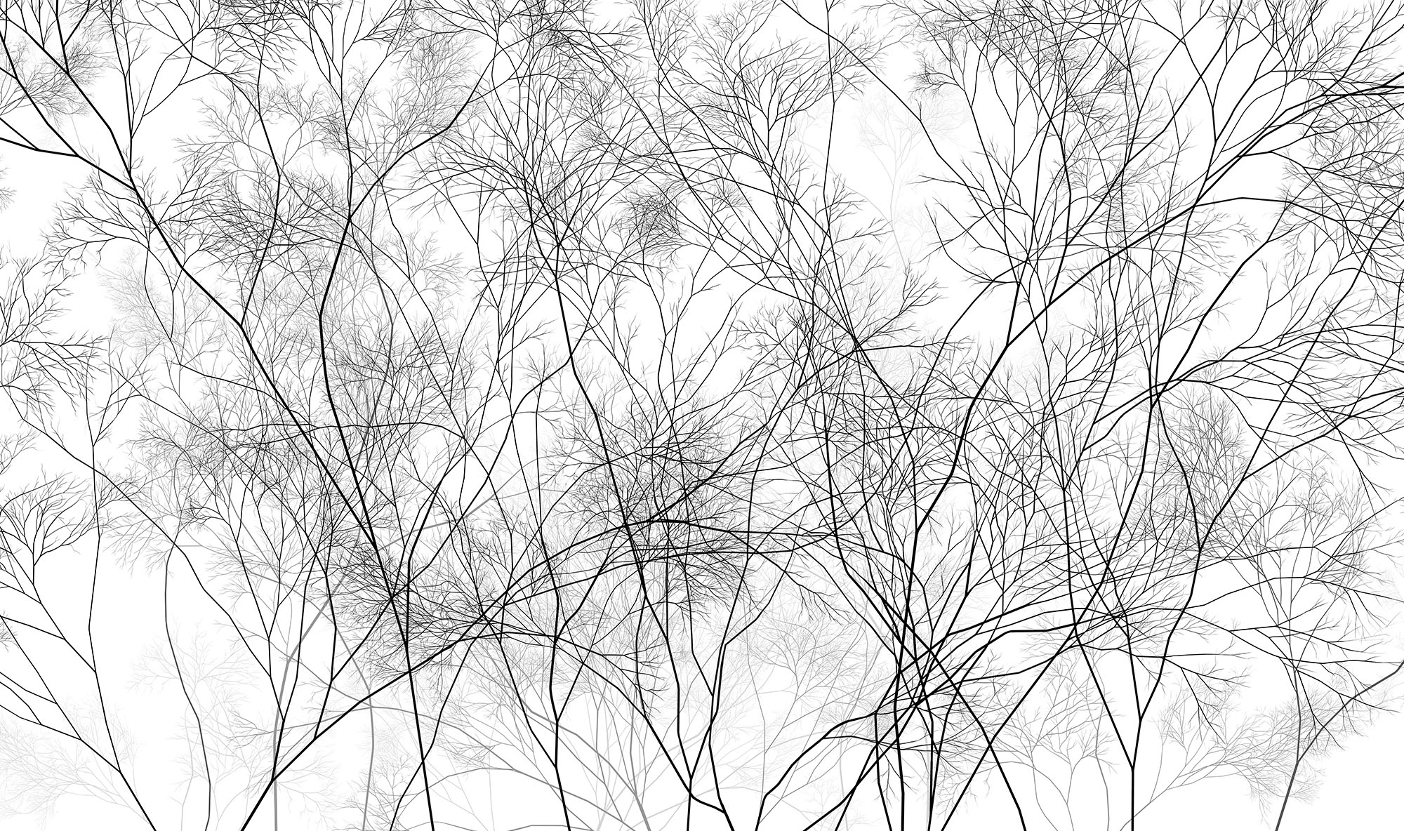 Wallpaper Branches
